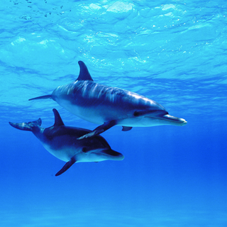 Csm Dolphins 1 50C2c0b1a5