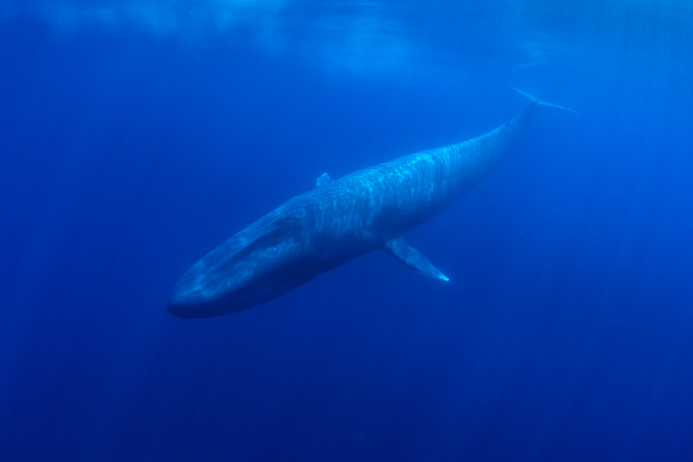 Blue_Whale_2.jpg