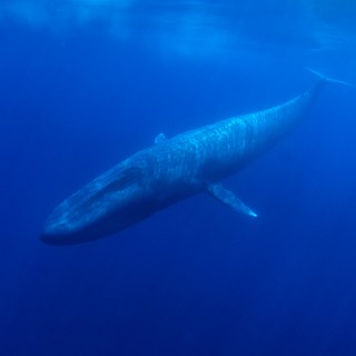 Blue_Whale_2.jpg