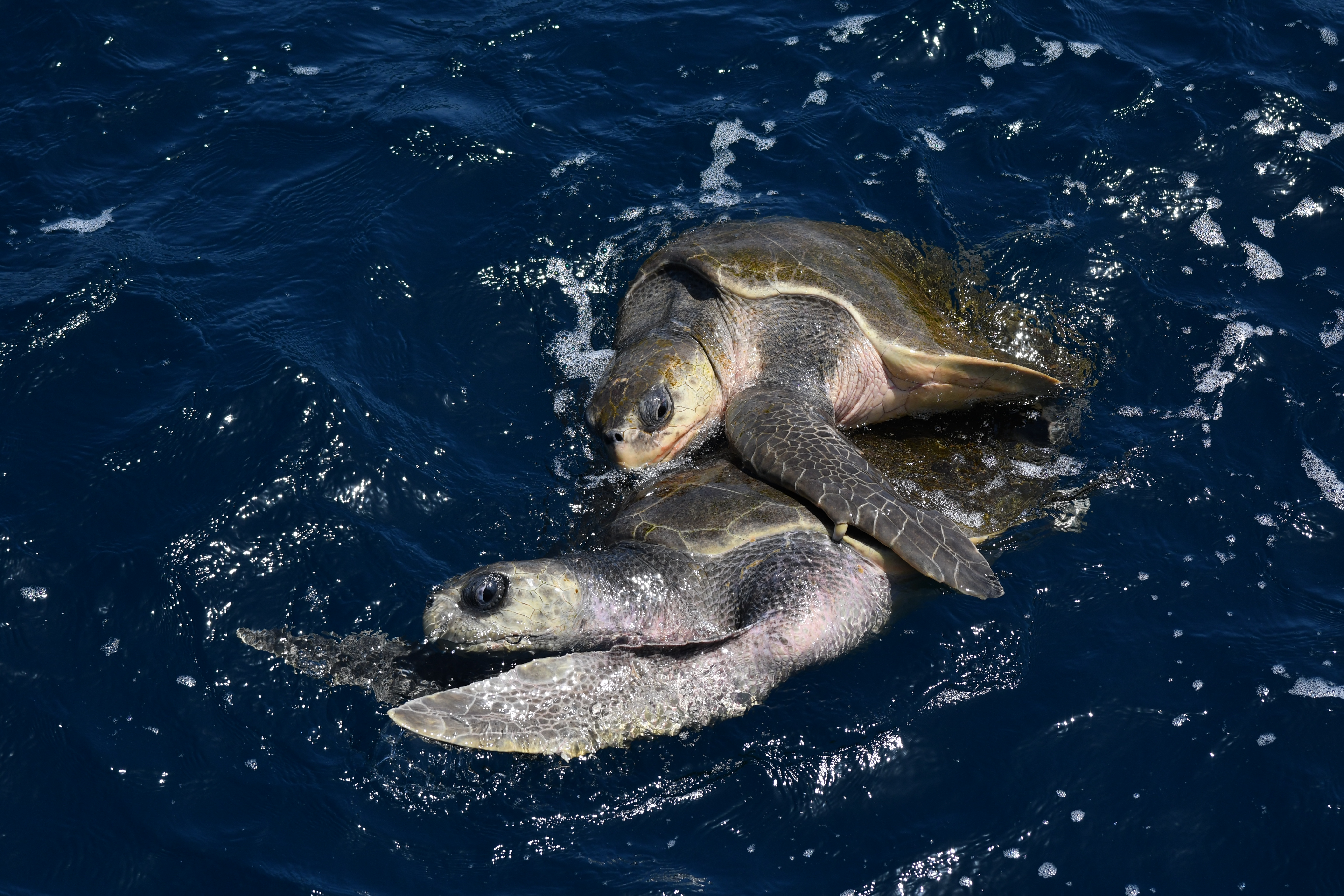 Pair_of_olive_Ridley_turtles.JPG