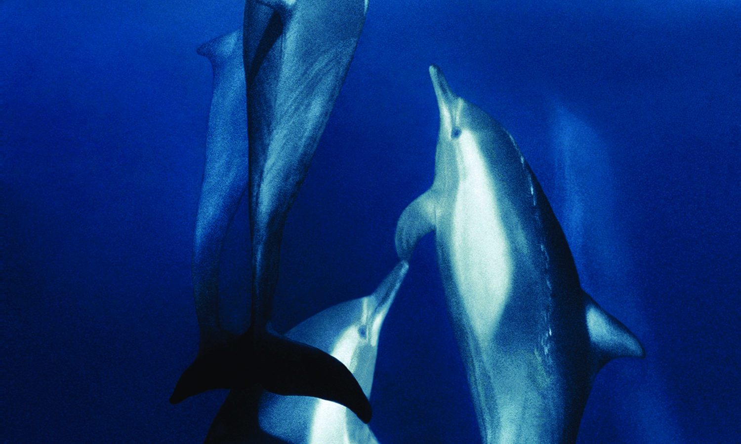 Csm Porpoises Bb9c31a8ef